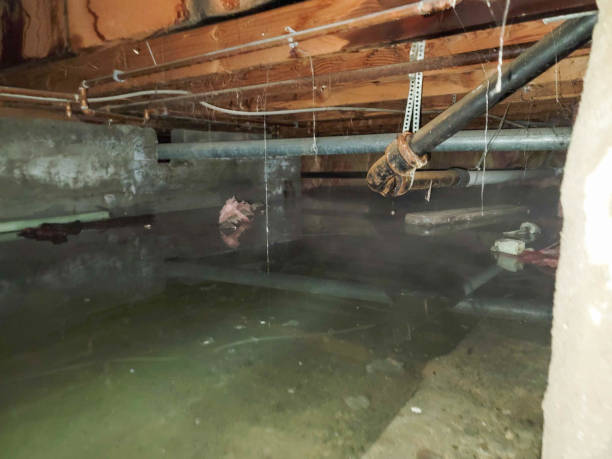 Best Basement water damage restoration  in Gerdine, AL
