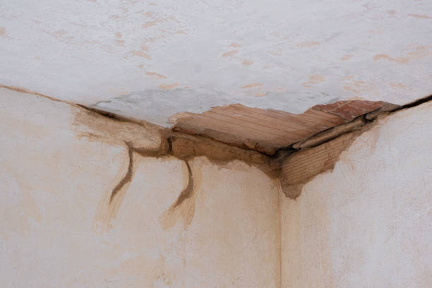 Best Professional water damage repair  in Gerdine, AL